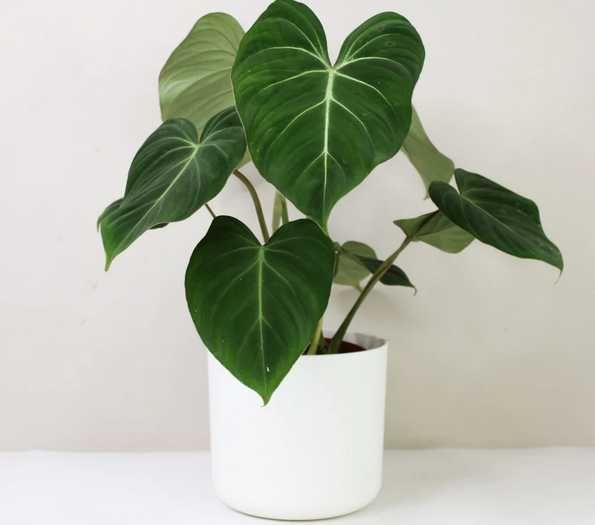 філодендрон глоріозум 5 діток в горщику