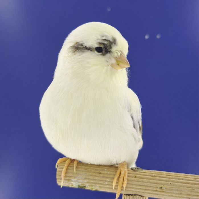 Kanarek, samczyk 23 - sprzedam, Wrocław