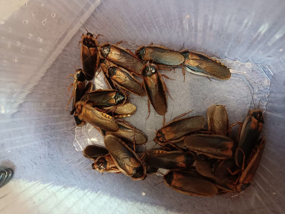 Karaczan argentyński dorosłe 230 sztuk