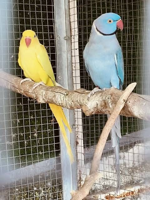 Procuro casais de Ring Necks, Caturras, Agapornis