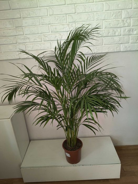 Palma Areka  100 cm