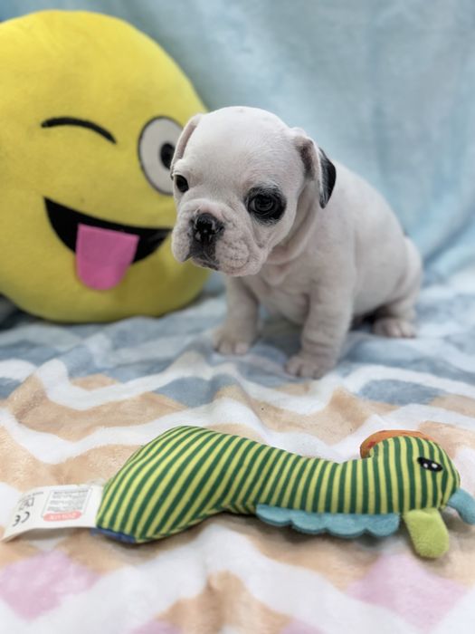 Bulldog francês  lindo menino piratinha