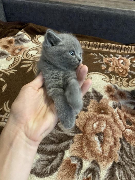 Продається котик та киця