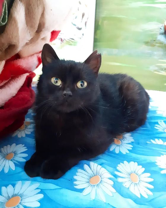 Чорні котики в добрі руки