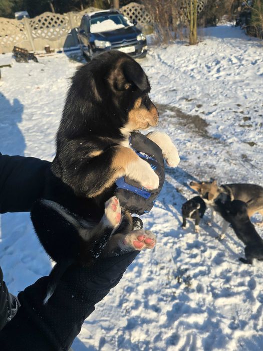 Pieski w dobre ręce oddam