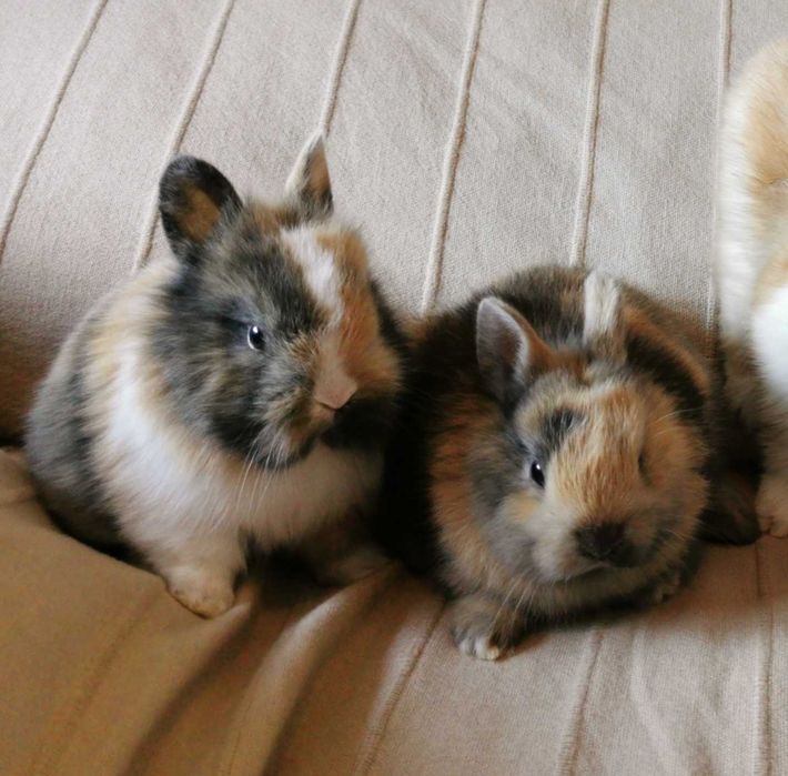 KIT completo coelhos anões muito bonitos