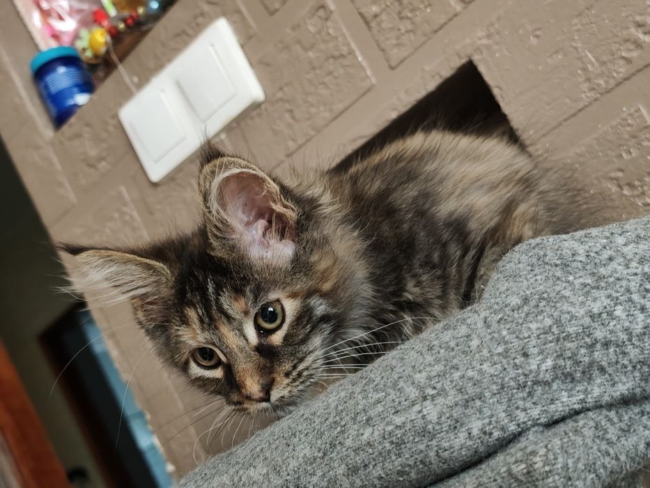 Dziewczynka Maine Coon