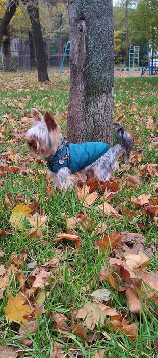 Хлопчик шукає наречену