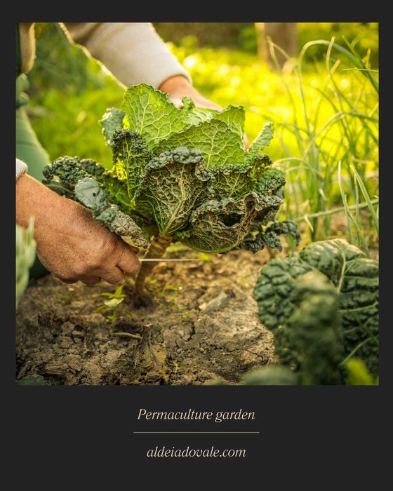 Horta em Permacultura