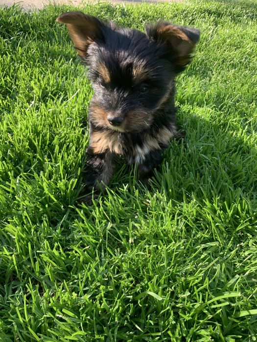 Yorkshire Terrier Sunia*