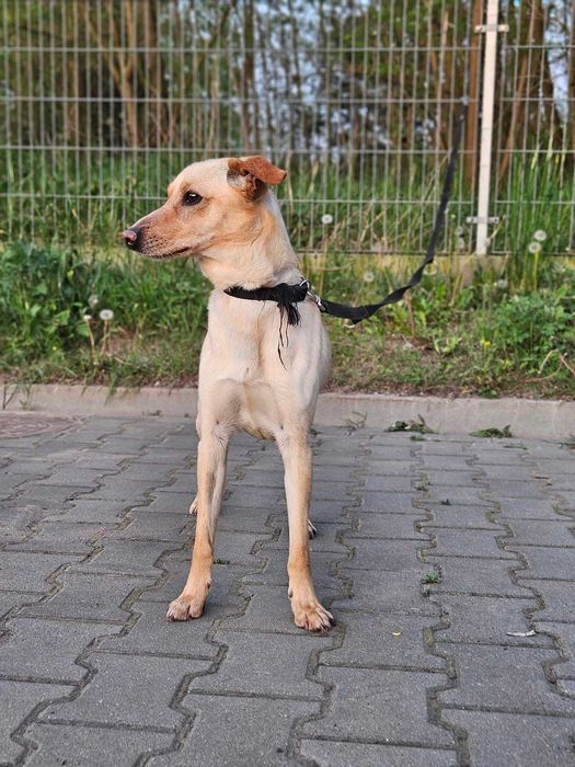 Cudowny Velvet szuka miłego domku