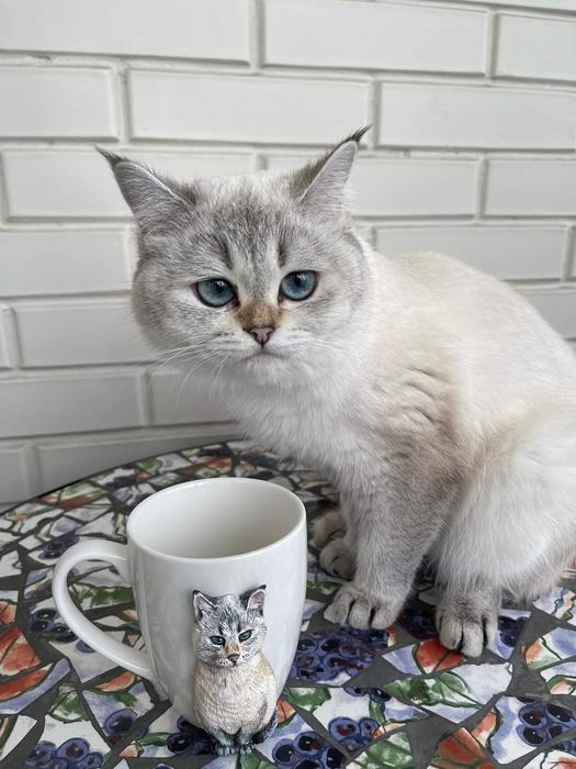 Портрет улюбленця по фото,  кішка по фото, подарунок для жінки