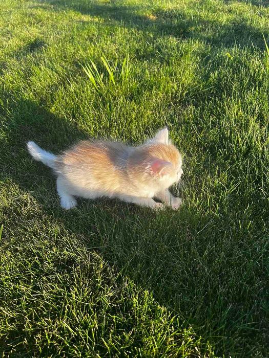 Кошенята шукають господарів