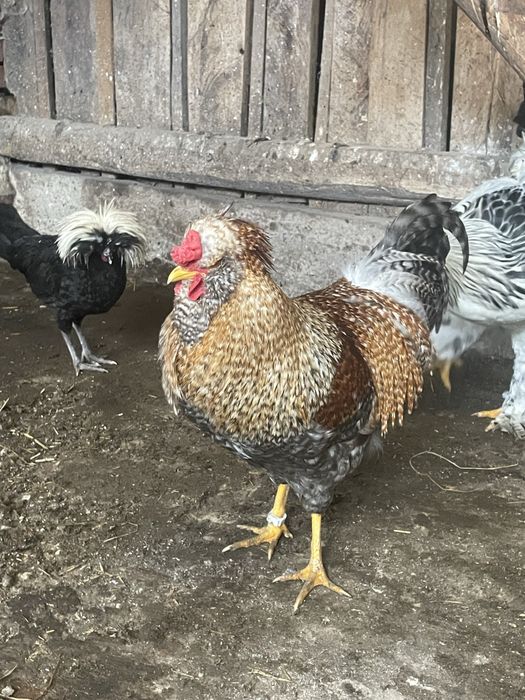 Czubatka dworska kogut