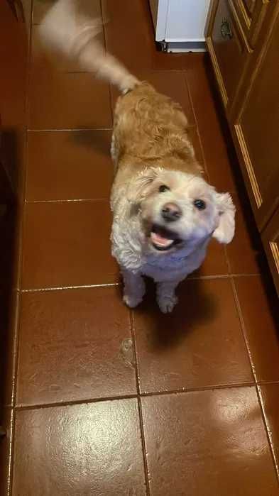 Pet Sitting / Home Sitting - Cuidadores/Tratadores