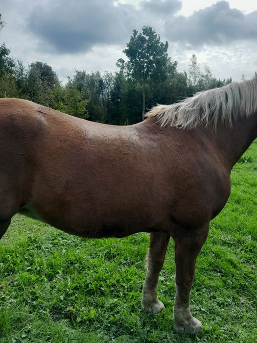 Продам кобилу.Вся інформація по номеру телефону