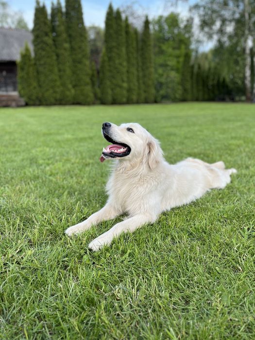 Reproduktor Golden Retriver
