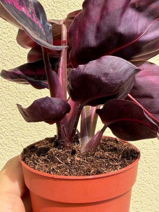Planta Calathea