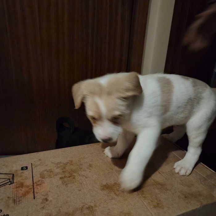 Cães bebés para dar