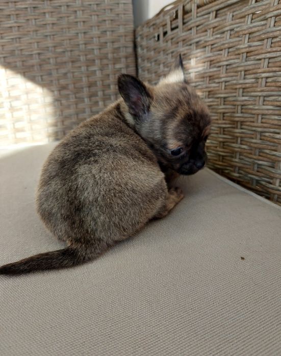 Excelente Chihuahua com Lop (Pedigree)