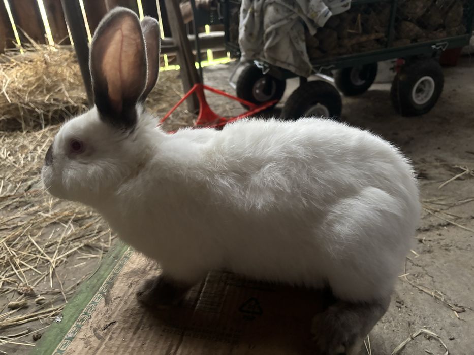 Samiec kalifornijski