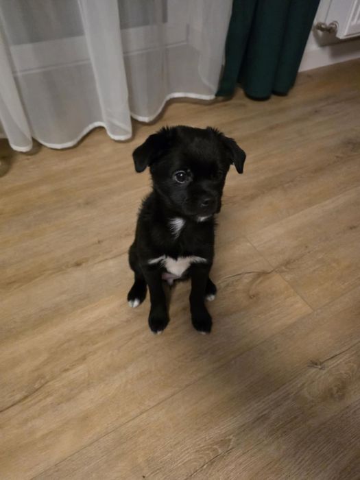 5 piesków szuka domu