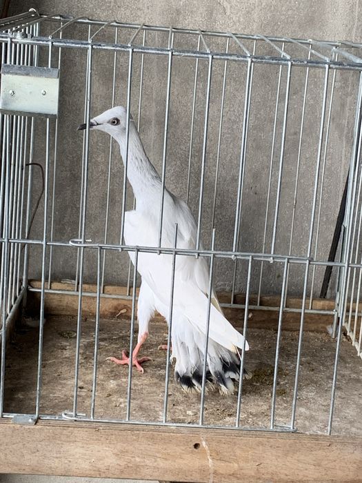 Srebrniaki gołębie