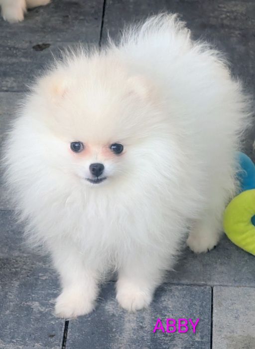 Szpic miniaturowy -pomeranian