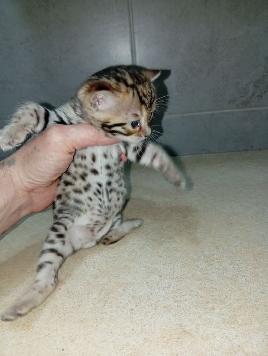 Бенгальский мальчик дикий окрас