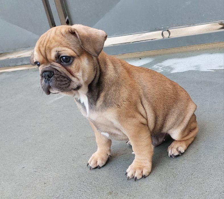 Bulldog francês menino red fawn