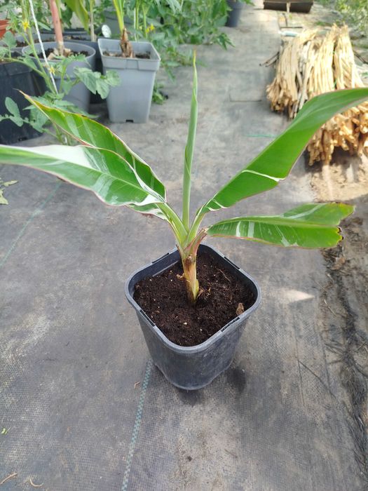 Bananowiec Musa Florida Variegata