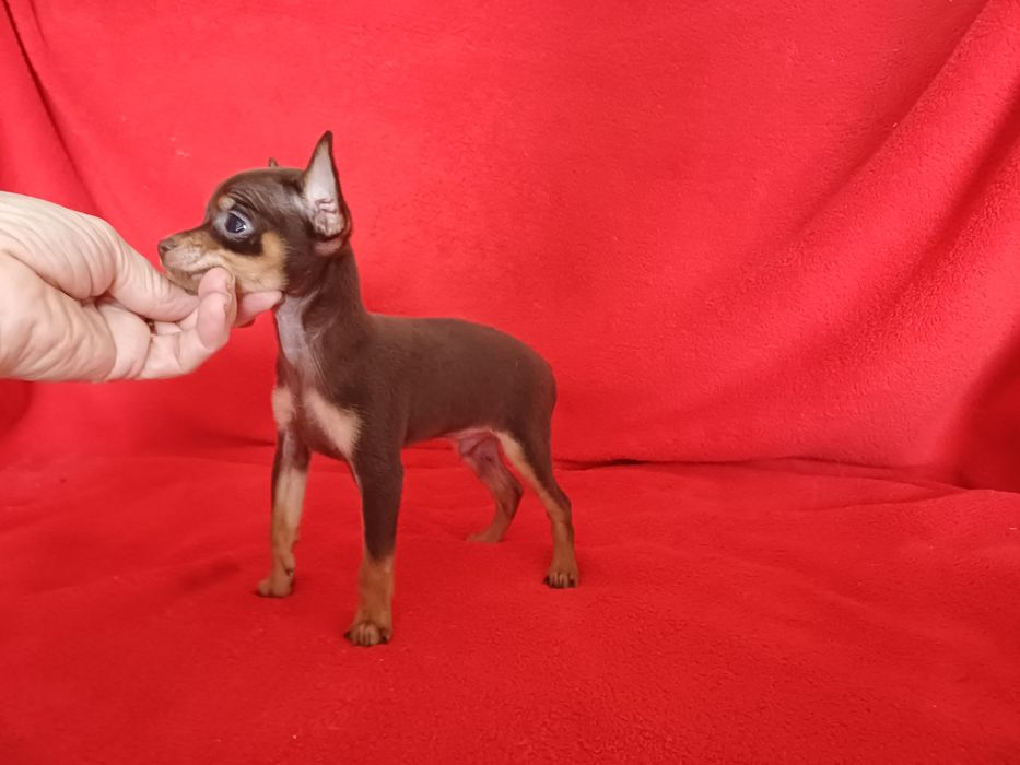 Тойчик шоколадный мальчик