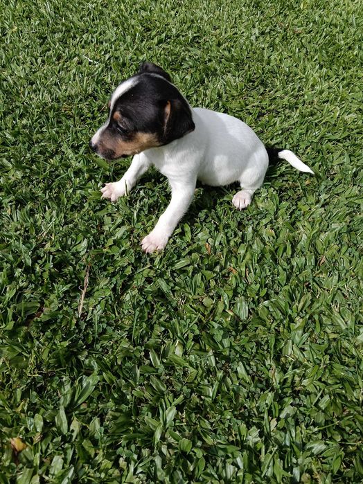 Jack Russel  só este fim de semana