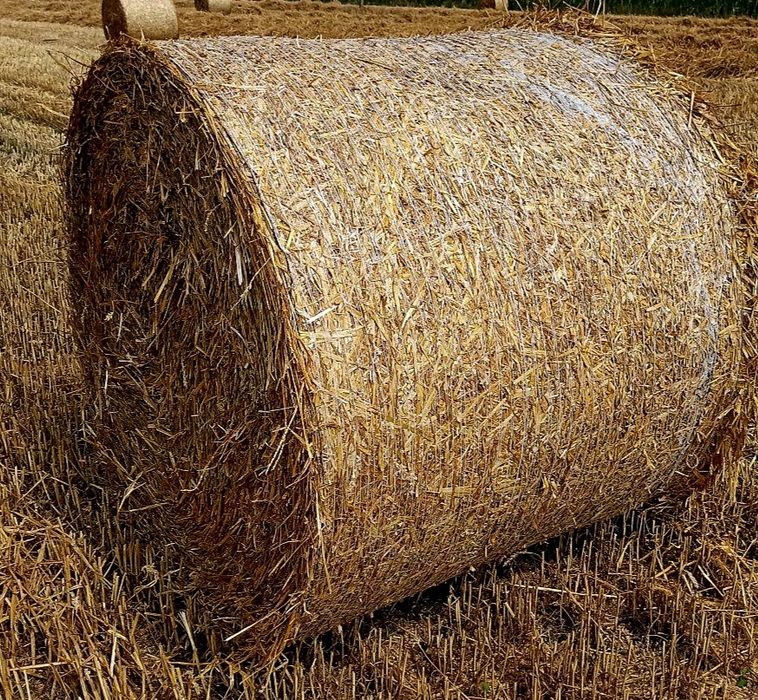 Sprzedam słomę tegoroczną