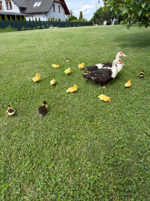 Kaczki jaja indycze kury Australorp kaczka gęsi perliczki