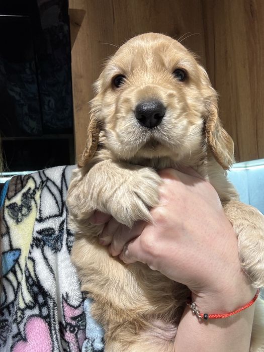 Дітки спаніеля з документами