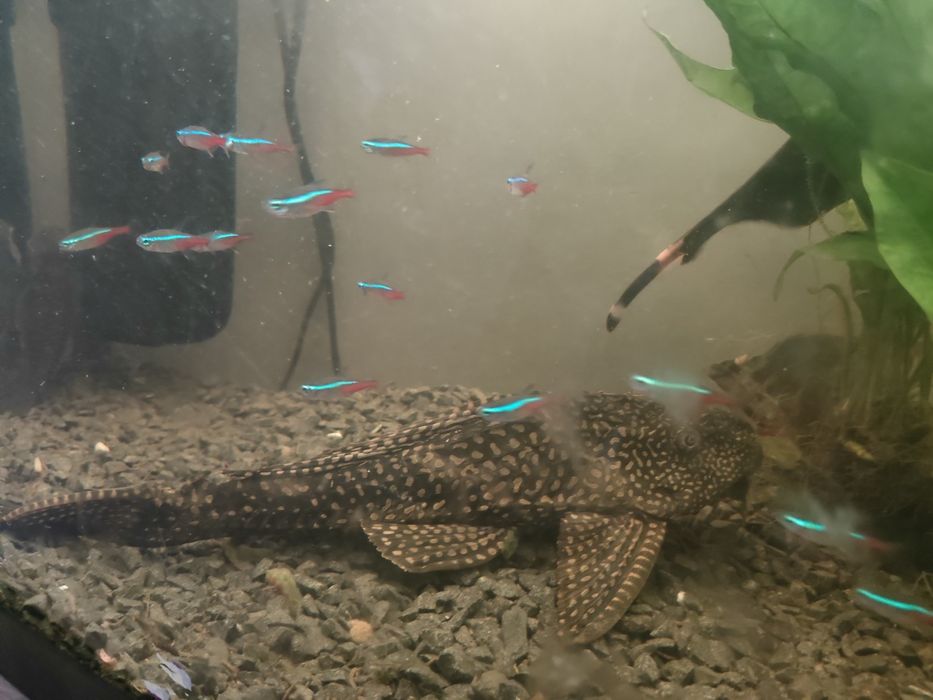 Sprzedam 4 dorosłe ryby