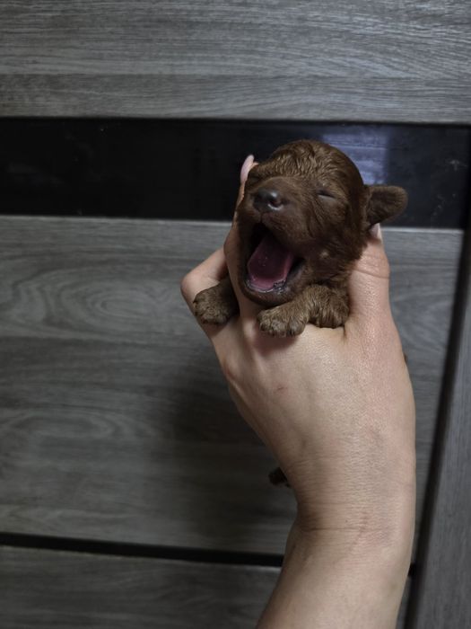 Ред Браун Той Пудель