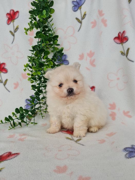 Exuberante mini Lulu da Pomerania / Spitz Alemão Anão de Qualidade