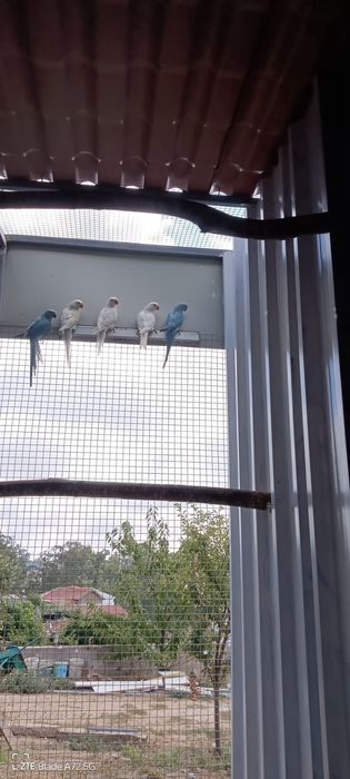 RingNecks de 2026