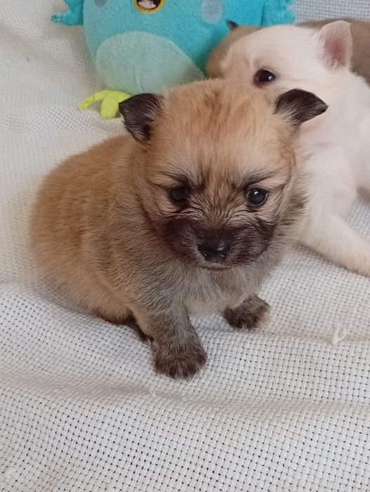 Spitz alemão pequenino