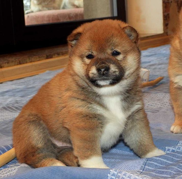 Shiba Inu piękne maluszki ZKwP FCI