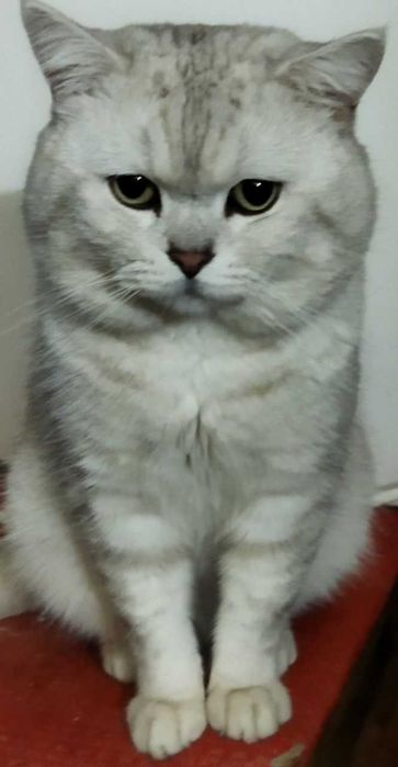 Котенок шотландский