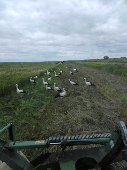 2025 Siano Bele 120 cm