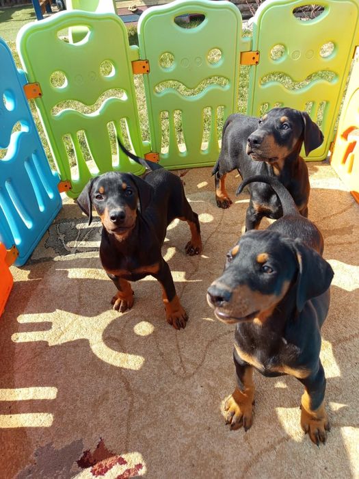 Szczeniak Doberman - Dziewczynka