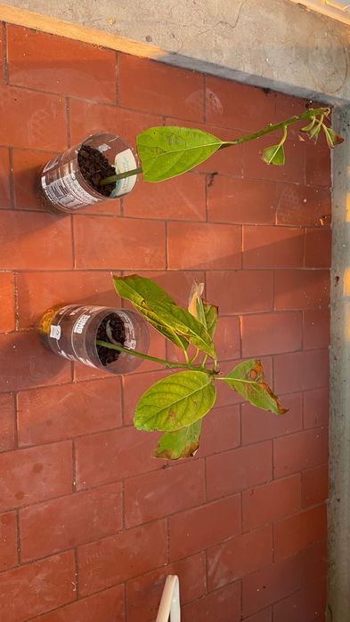 Pequenos Abacateiros