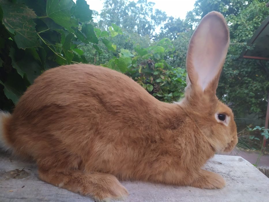 Кролі Бургундської породи та НЗЧ(Новозеландська Червона)