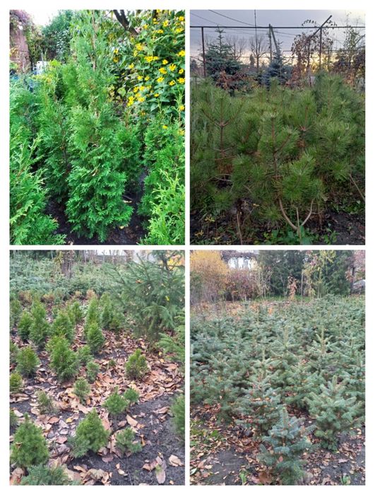 ЯЛИНА блакитна колюча Туя смарагд  туя колумна, сосна недорого