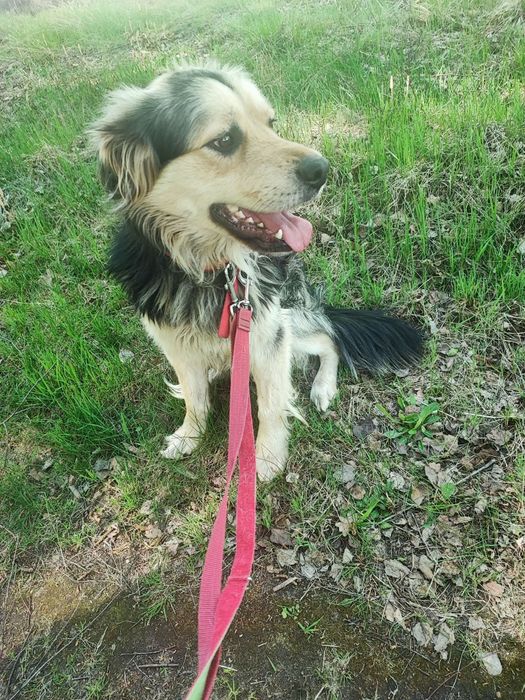 Psiaczek do adopcji