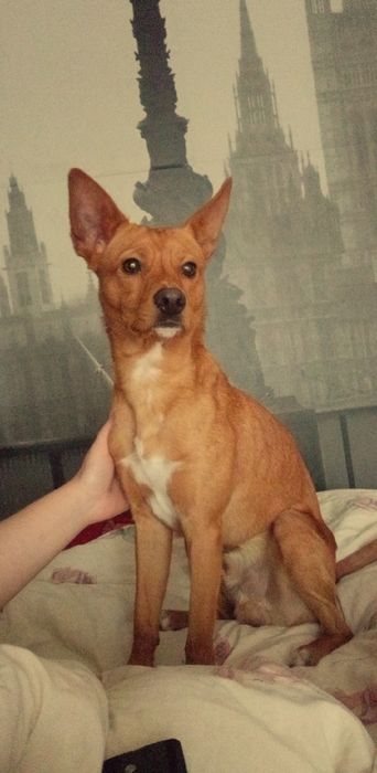 Oddam pieska w dobre ręce